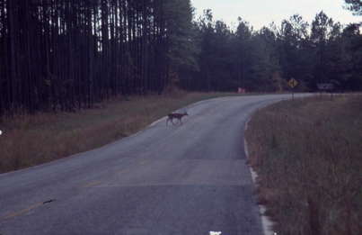 Deer In Road