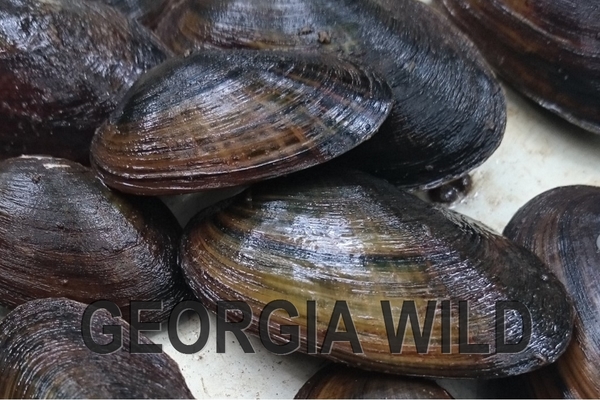Georgia Wild masthed: mussels
