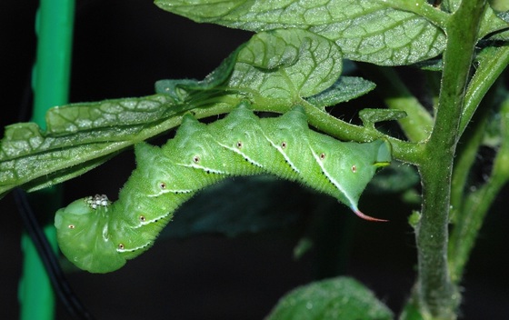 Caterpillar (Terry W. Johnson)