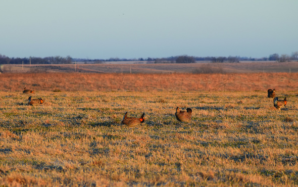 prairie chickens