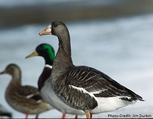 greater white fronted goose