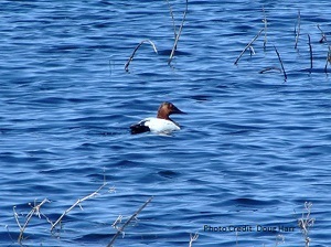 Canvasback
