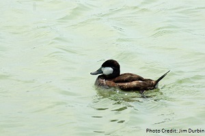 Ruddy Duck