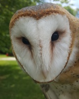 barn owl by Karen Johnson