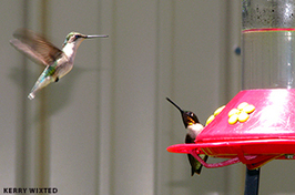 Photo of hummingbirds at feeder