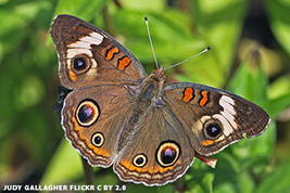 Photo of brown butterfly with orange features