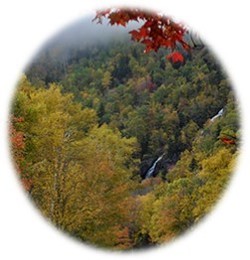 Grafton falls viewed from distance during Autumn with foliage in gold, orange, red and green.