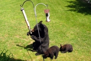 adult bear and bear cubs eating from bird feeder in yard