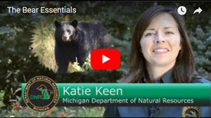 The Bear Essentials video thumbnail image