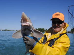 Lake sturgeon are an iconic, ancient fish species.