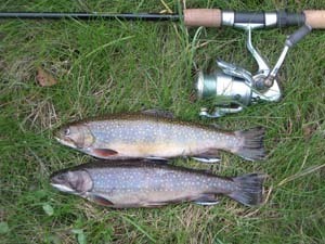 A brook trout catch from an Upper Peninsula stream.