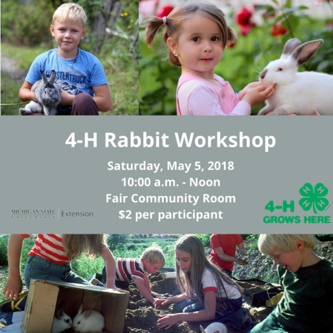 Rabbit Workshop