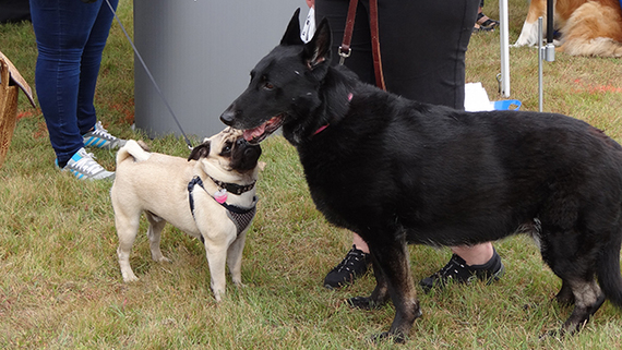 Two dogs at the Bark Park Expo