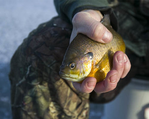 Holding up a bluegill caught while ice fishing