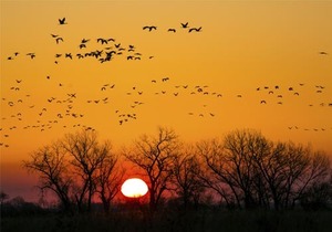 Sandhill cranes flying at sunset