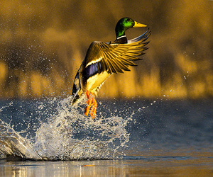 A mallard flying out of the water