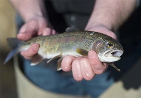 Holding up a rainbow trout
