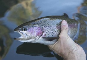 Holding a rainbow trout