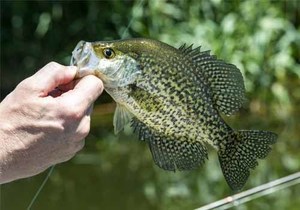 Catching a crappie