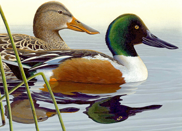 shoveler duck stamp winner 2018-19