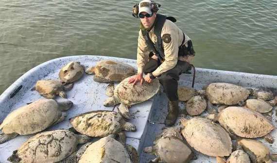 game warden with a boat of turtles