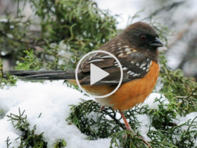 spotted towhee bird link to video