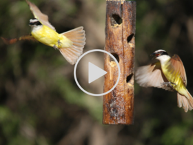 birds flying onto feeder video link