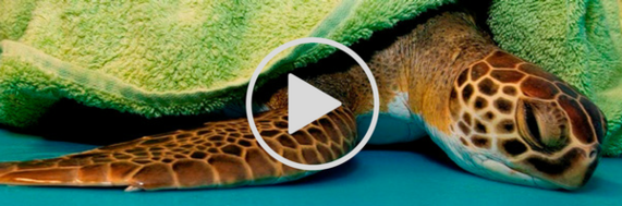 cold-stunned turtle in towel, link to video