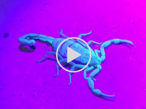 glowing scorpion video