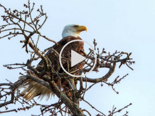 bald eagle at Lake Somerville State Park