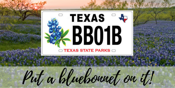 Bluebonnet_header