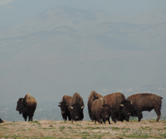 large mammals with brown fur and horns