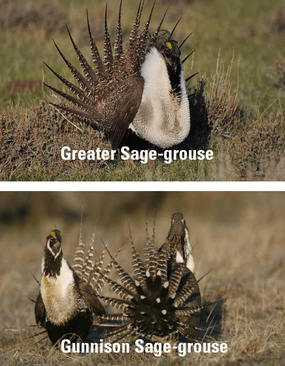 two large chicken-sized birds with large feathers