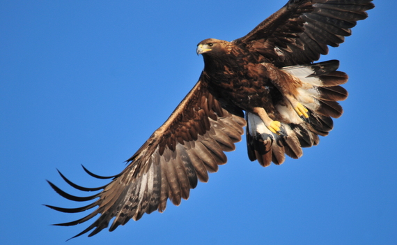 A golden eagle soars over Seedskadee National Wildlife Refuge in Wyoming by Tom Koerner/USFWS