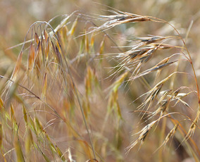 cheatgrass an invasive grass in the West
