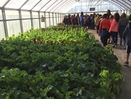 Lettuce growing in a green house