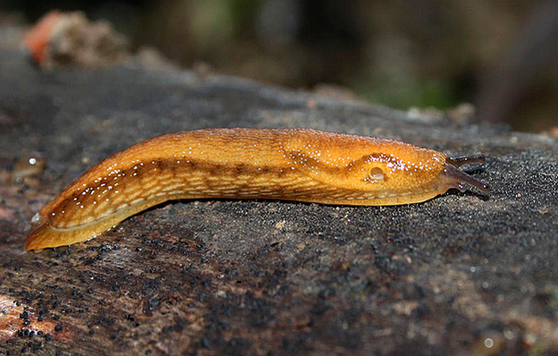 The Dusky Arion slug.