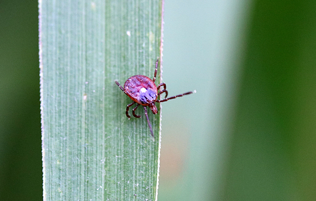 A female lone star tick on a green plant.