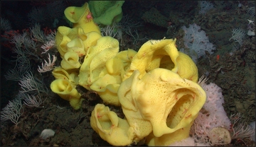 Deep Sea Sponge