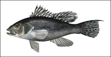 Black Sea Bass illustration