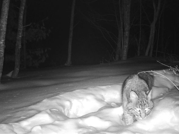 Bobcat_Vilas_20180226