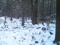 Wolf_Sawyer_20170225